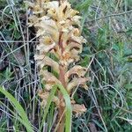 Orobanche lutea habit picture by Yoan MARTIN (cc-by-sa)