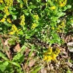 Genista germanica leaf picture by Ernst Fürst (cc-by-sa)