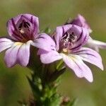 Euphrasia stricta flower picture by Yoan MARTIN (cc-by-sa)