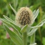 Centaurea uniflora fruit picture by My Lord (cc-by-sa)