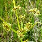 Cyperus difformis flower picture by Matthew Horrigan (cc-by-sa)