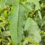 Rumex patientia leaf picture by Jaina (cc-by-sa)