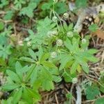 Galium odoratum fruit picture by Imma Llarden (cc-by-sa)