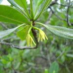 Rhizophora mangle flower picture by Renato Lima (cc-by-sa)