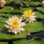 Nymphaea odorata flower picture by K O (cc-by-sa)