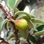 Cotoneaster integerrimus fruit picture by Llandrich anna (cc-by-sa)