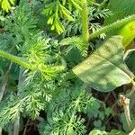 Daucus pusillus leaf picture by Trap Hers (cc-by-sa)