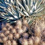 Agave deserti habit picture by Martin Bishop (cc-by-sa)