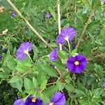 Solanum laciniatum flower picture by mickael lemmel (cc-by-sa)