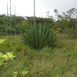 Furcraea cabuya habit picture by Nelson Zamora Villalobos (cc-by-nc)