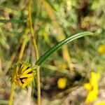 Helianthus angustifolius leaf picture by Brad Kelley (cc-by-sa)