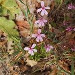 Saponaria ocymoides flower picture by T Ph (cc-by-sa)