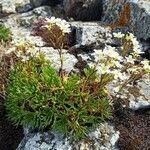 Saxifraga losae flower picture by Guerrero joaquin (cc-by-sa)