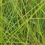 Carex spicata leaf picture by William Coles (cc-by-sa)