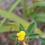 Stylosanthes fruticosa flower picture by Maarten Vanhove (cc-by-sa)