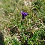 Gentiana pyrenaica flower picture by Jean-Luc Durand (cc-by-sa)