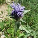 Carthamus caeruleus flower picture by Bernard SOULIER (cc-by-sa)