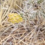 Cylindropuntia whipplei fruit picture by Quinn Anderson (cc-by-sa)