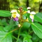 Galeopsis speciosa flower picture by Jana Pavlasová (cc-by-sa)