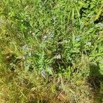 Cynoglossum creticum habit picture by Julián Díaz (cc-by-sa)