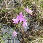 Calopogon tuberosus flower picture by Paris B (cc-by-sa)