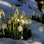 Leucojum vernum habit picture by Babeth Bonnereau (cc-by-sa)