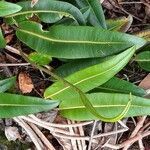 Elaphoglossum lingua leaf picture by Daniel Barthelemy (cc-by-sa)