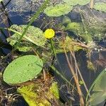 Nuphar lutea flower picture by pascal charlier (cc-by-sa)