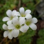 Saxifraga pedemontana flower picture by Sylvain Piry (cc-by-sa)