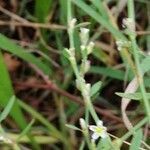 Polygonum bellardii flower picture by Philippe Bellin (cc-by-sa)