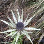 Eryngium proteiflorum flower picture by Fabien Anthelme (cc-by-sa)