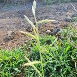 Urochloa panicoides habit picture by susan brown (cc-by-sa)