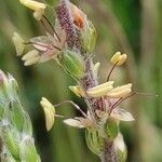 Plantago albicans flower picture by B.P. Mar (cc-by-sa)