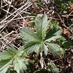 Potentilla heptaphylla leaf picture by Jérôme Armand (cc-by-sa)