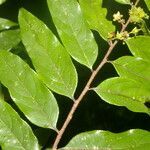 Casearia arborea leaf picture by Nelson Zamora Villalobos (cc-by-nc)