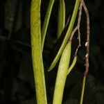 Fridericia mollissima fruit picture by Nelson Zamora Villalobos (cc-by-nc)