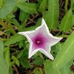 Ipomoea batatas flower picture by mansur zuri (cc-by-sa)