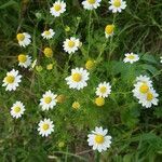 Anthemis cotula flower picture by Alexander Baransky (cc-by-sa)