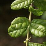 Combretum constrictum leaf picture by E. Mouysset (cc-by-sa)