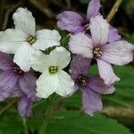 Cardamine heptaphylla flower picture by Denis Bastianelli (cc-by-sa)