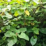 Clerodendrum bungei habit picture by Dieter Albrecht (cc-by-sa)