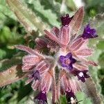 Anchusa undulata flower picture by Sarami (cc-by-sa)