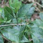 Galipea dasysperma leaf picture by Nelson Zamora Villalobos (cc-by-nc)