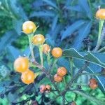 Solanum bonariense fruit picture by Pablo (cc-by-sa)