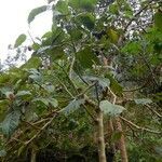 Solanum betaceum habit picture by Émile Maurice (cc-by-sa)