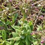 Pulmonaria montana habit picture by Olivier Simon (cc-by-sa)