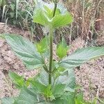 Scrophularia nodosa habit picture by Massimo D'Angelo (cc-by-sa)