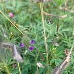 Dalea humilis flower picture by erick cuevas (cc-by-sa)