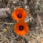 Calochortus kennedyi flower picture by jennifer shin (cc-by-sa)