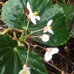 Begonia windischii flower picture by Lorenzi Harri (cc-by-sa)